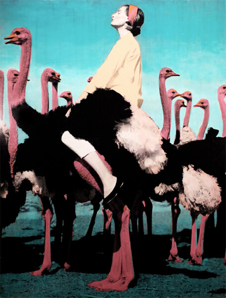 Birds of a Feather
