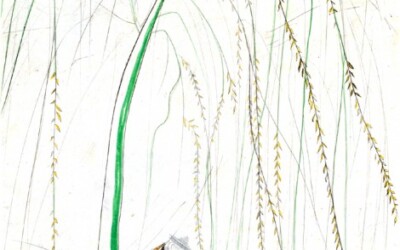 Weeping Willow