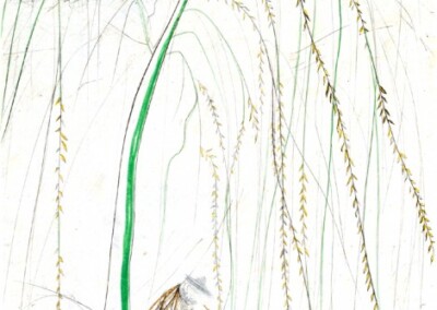 Weeping Willow